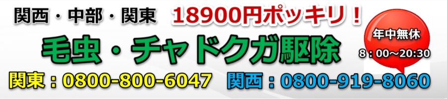 チャドクガ毛虫駆除18900円ポッキリ!