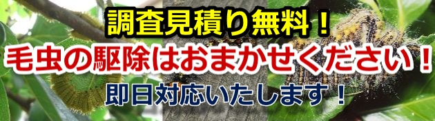 チャドクガ・毛虫駆除18900円!