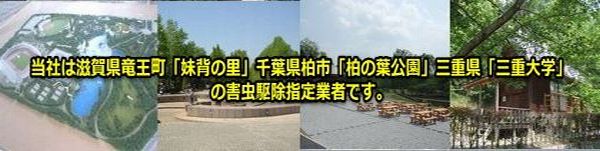 全国チャドクガ(幼虫)毛虫駆除料金